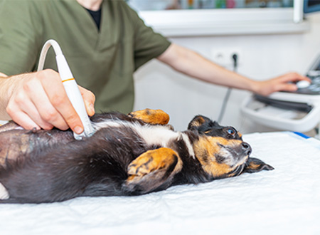 dog undergoing ultrasound