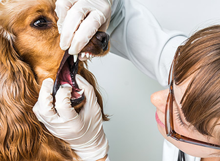 veternarian examining dog's teeth and mouth