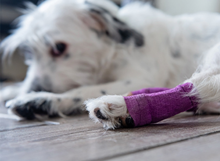 dog with pink bandage on leg