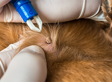 tick removal from dog