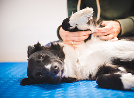 dog being examined by vet