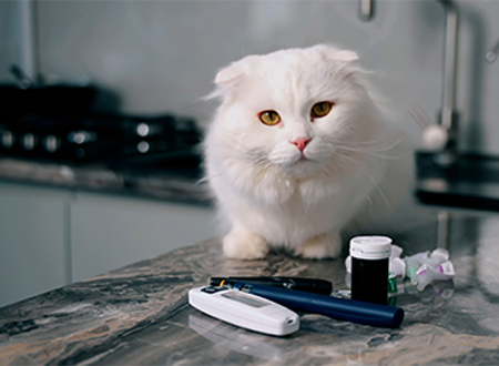 cat sitting on table with pain management options in front