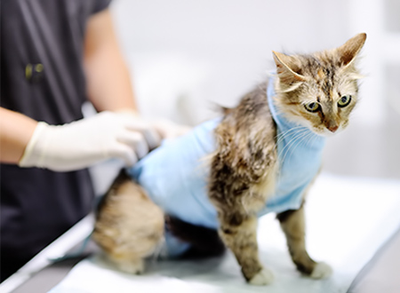 cat with surgical vest