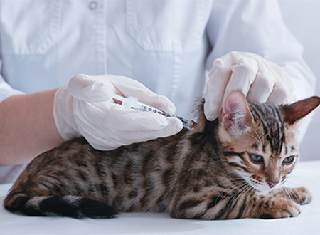 cat receiving vaccination shot